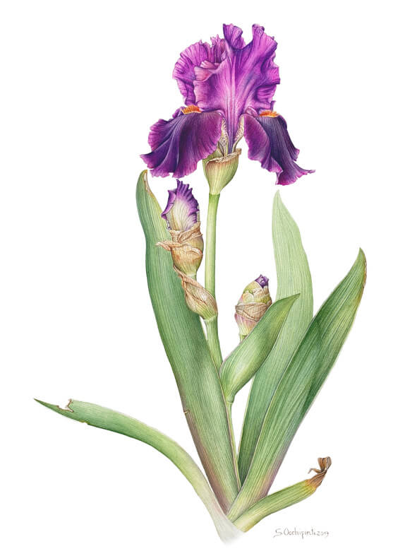 Botanical watercolor course - The Irises