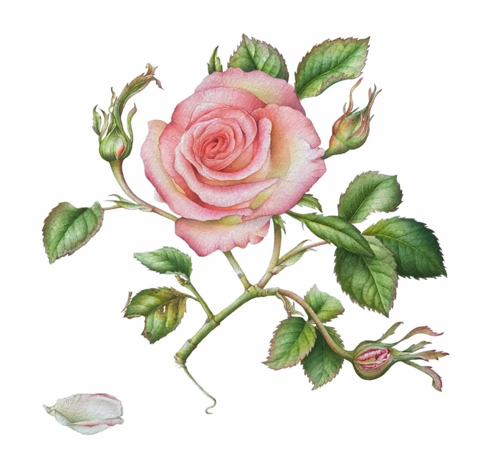 Corso intensivo di acquerello botanico - Dipingere le Rose