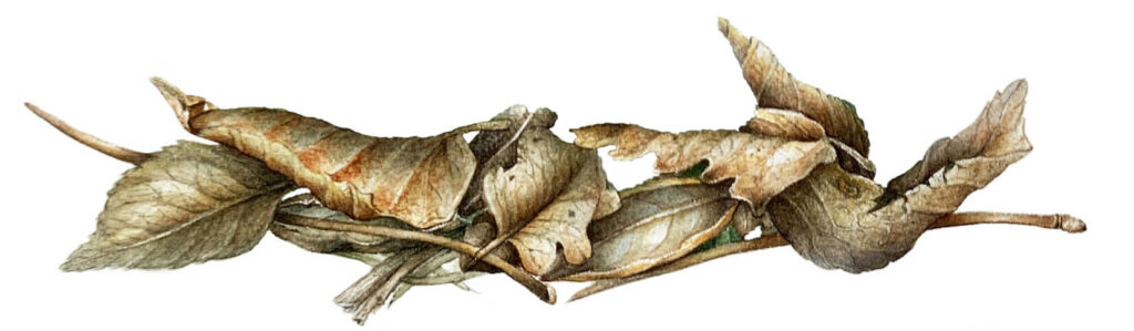 Intensive course of botanical watercolor – Dry leaves
