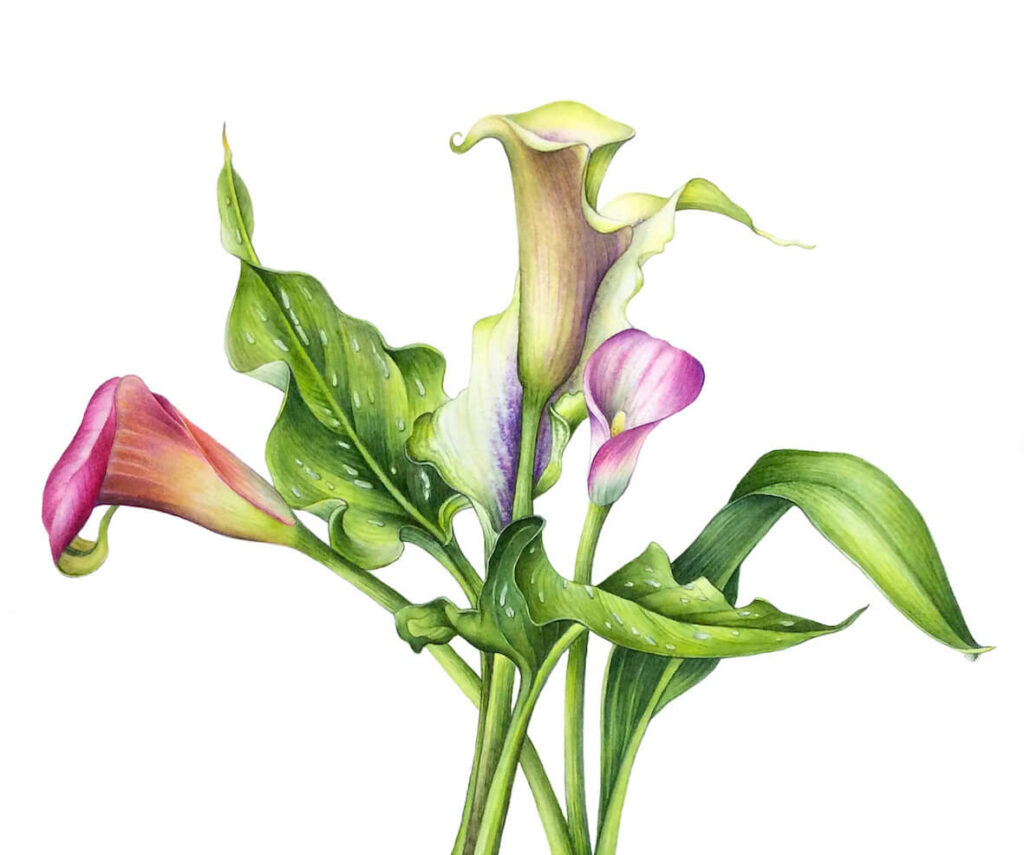 Botanical watercolor course - Calla lilies